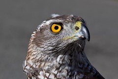 Goshawk